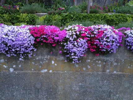 Seen on East 10th. Flowers trailing over stone or concrete fences - love that..