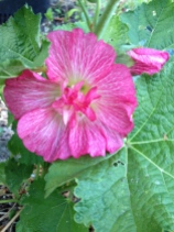 Blossom from the first hollyhock I've grown.