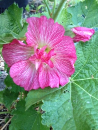 Blossom from the first hollyhock I've grown.